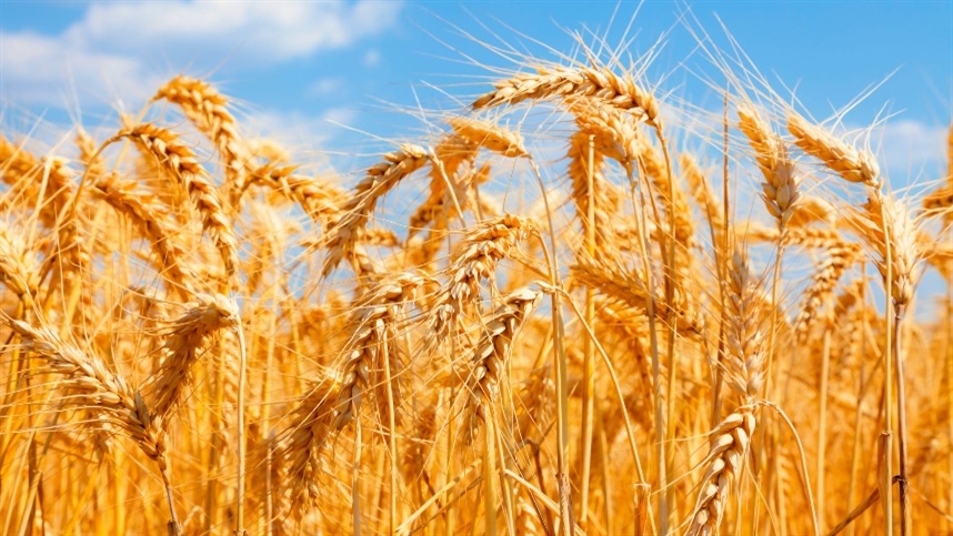 Futuros de trigo continuam em alta nos Estados Unidos