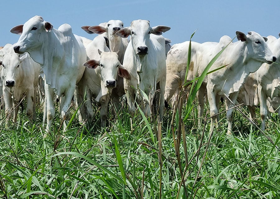 Mercado de boi gordo registra negociações acima da média; confira as cotações