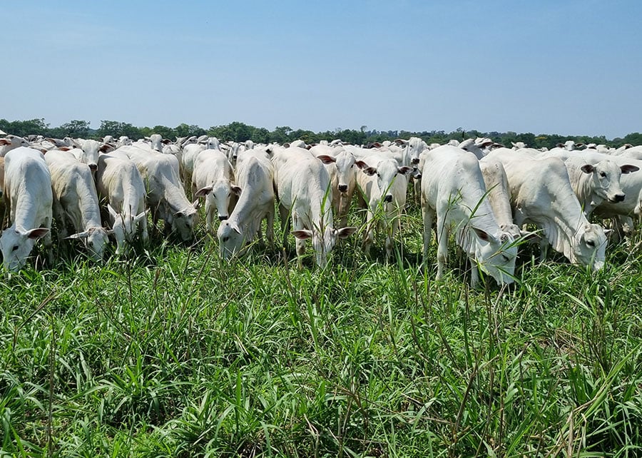 Animais: impacto das variações de temperatura nas vendas de bovinos