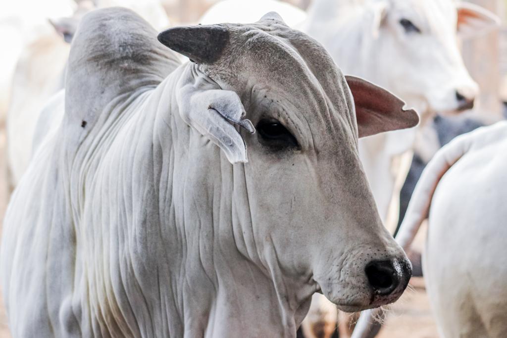 Cenário de queda nas cotações do boi gordo e alta nos preços da carne bovina.