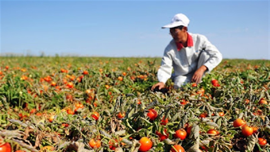 Tecnologia de ponta para maximizar a nutrição e sabor de tomates