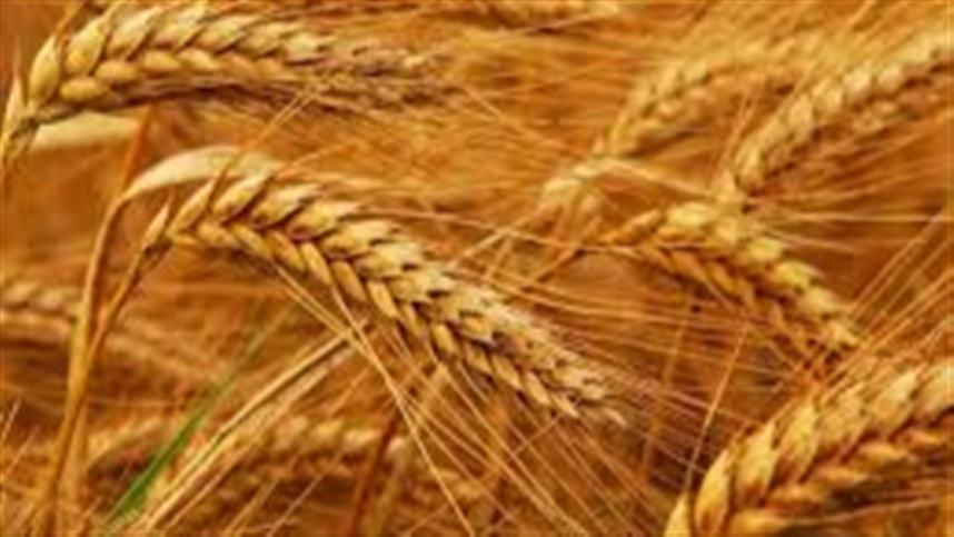 Situação do trigo nos EUA apresenta melhorias gerais