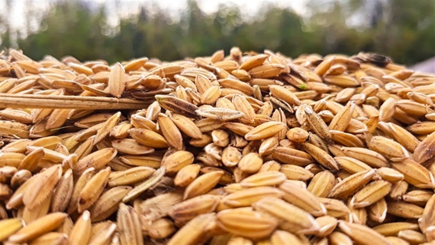 Classificando os grãos de arroz através da peneira rotativa