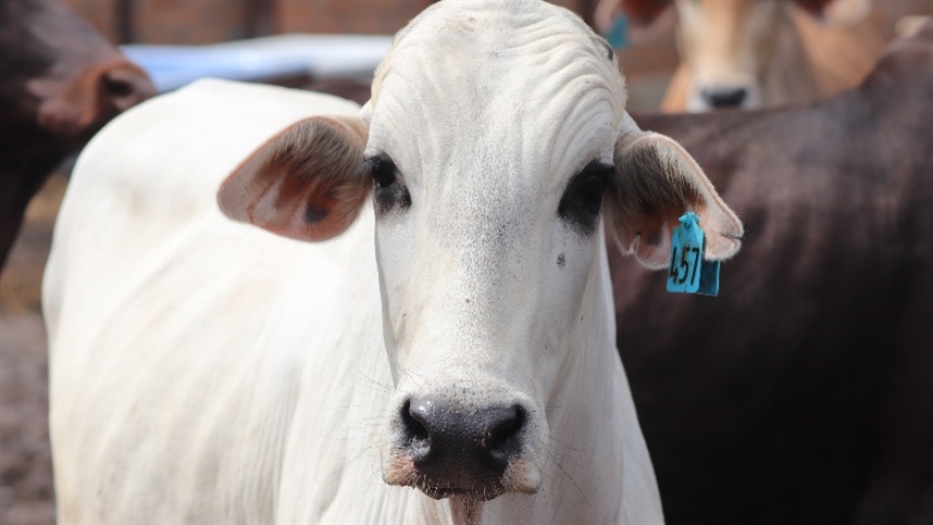 Comercialização de bovinos em São Paulo apresenta movimento tímido