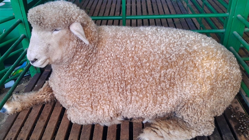 Problemas de saúde no rebanho ovino causados por chuvas intensas