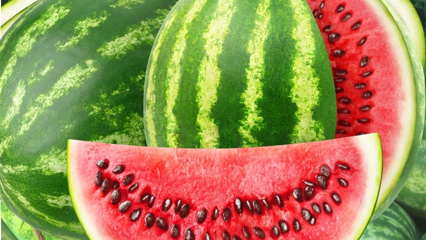 Produção de melancia sofreu grandes prejuízos devido a adversidades