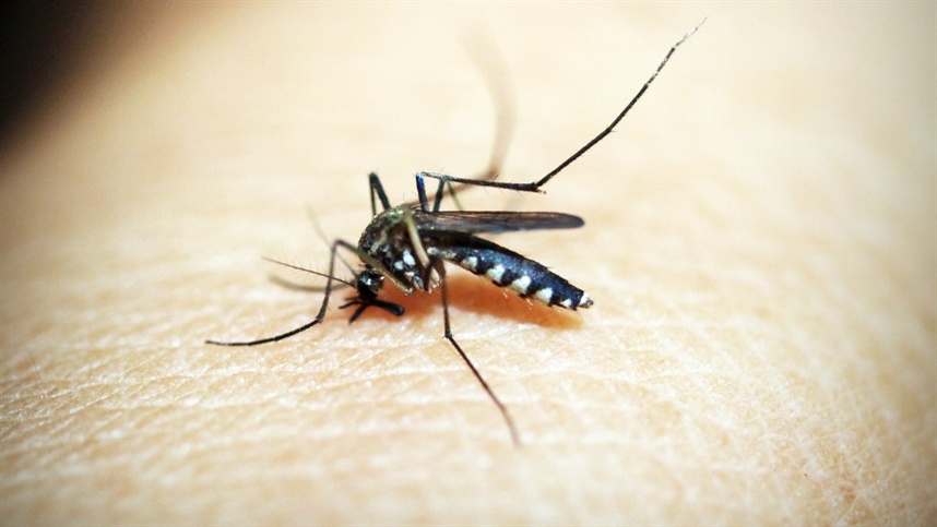Bactéria Wolbachia como aliada no combate à proliferação do vírus da dengue