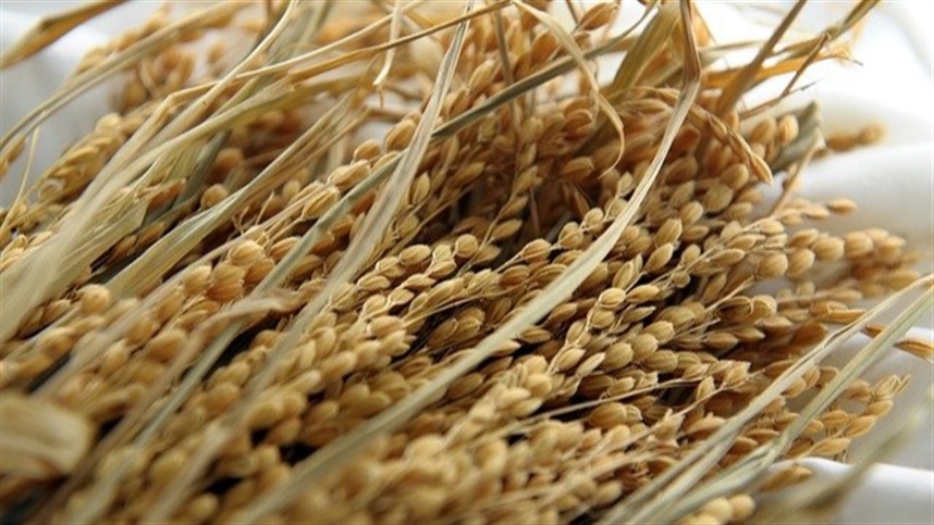 Agricultores do RS avançam na colheita de arroz