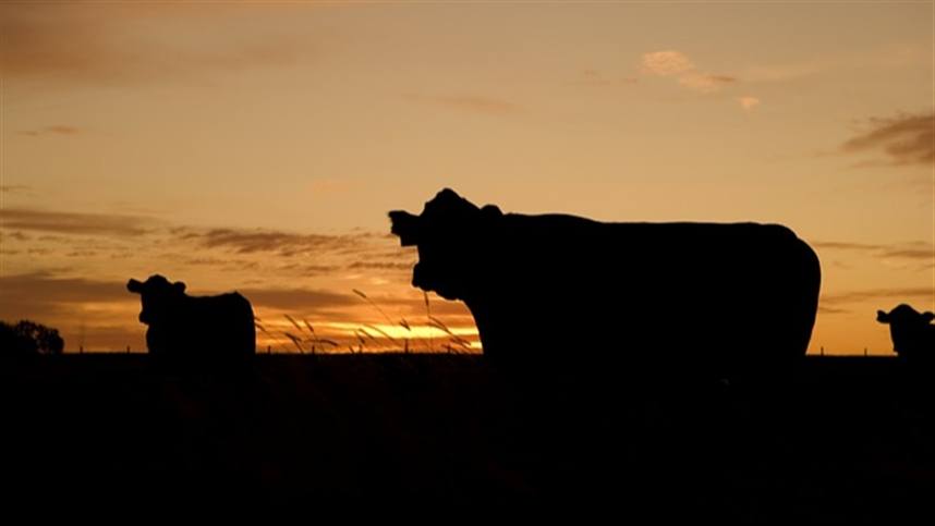 Estudo genômico busca enfrentar os impactos climáticos em gado leiteiro