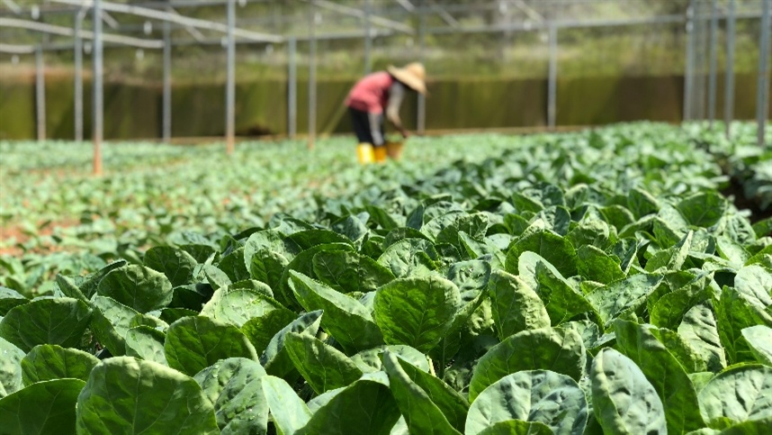 Formalidade no setor agropecuário chega a 40,1%