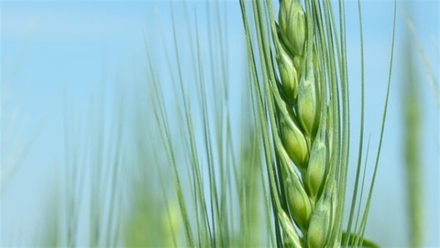Contratos de trigo em alta: tendência positiva no mercado