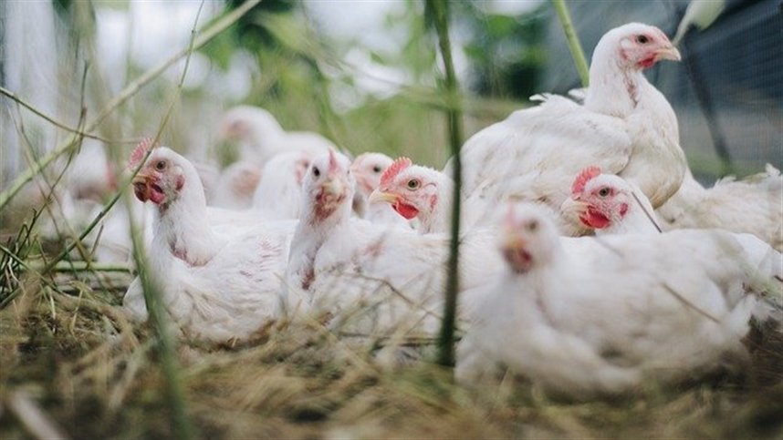 Custo de produção do frango vivo no Paraná apresenta redução