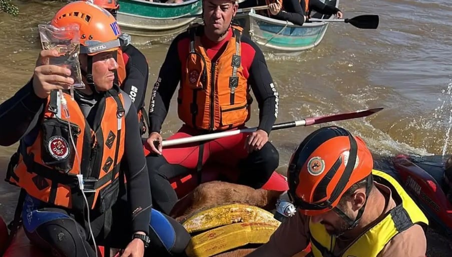 Égua Caramelo resgatada de telhado em emocionante operação no Rio Grande do Sul