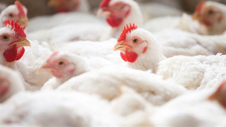 Produção e consumo de frango devem diminuir significativamente na China