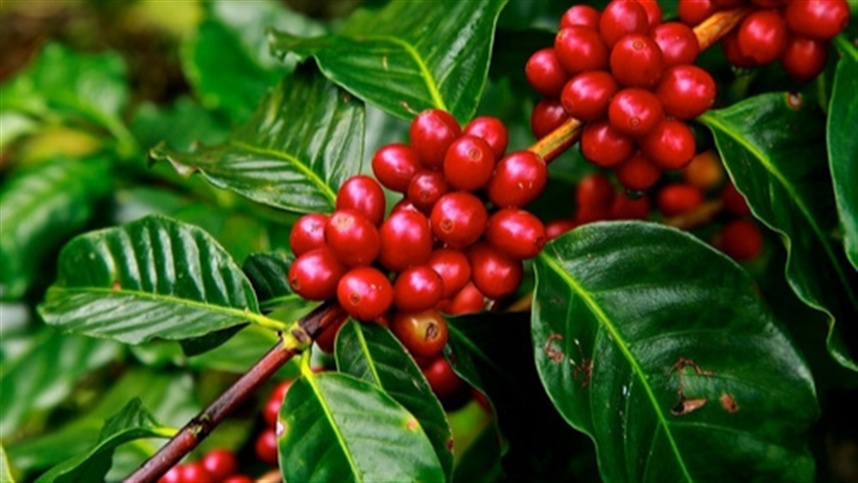 Café arábica brasileiro atinge preços recordes impulsionados pela valorização do café robusta