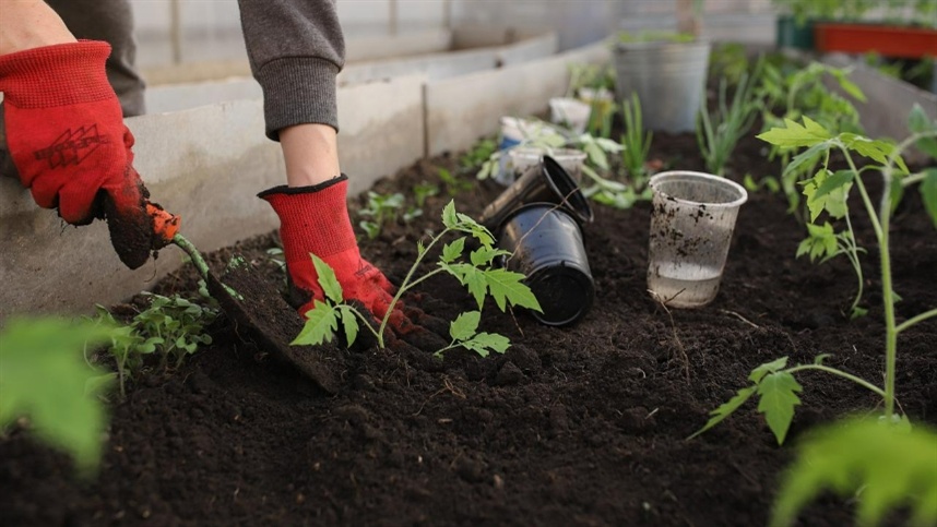 Estudo indica avanços no cultivo de plantas no espaço