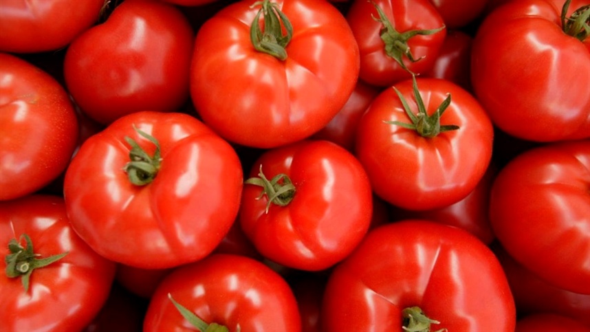 Produtores de tomate buscam qualidade para atender às demandas do mercado