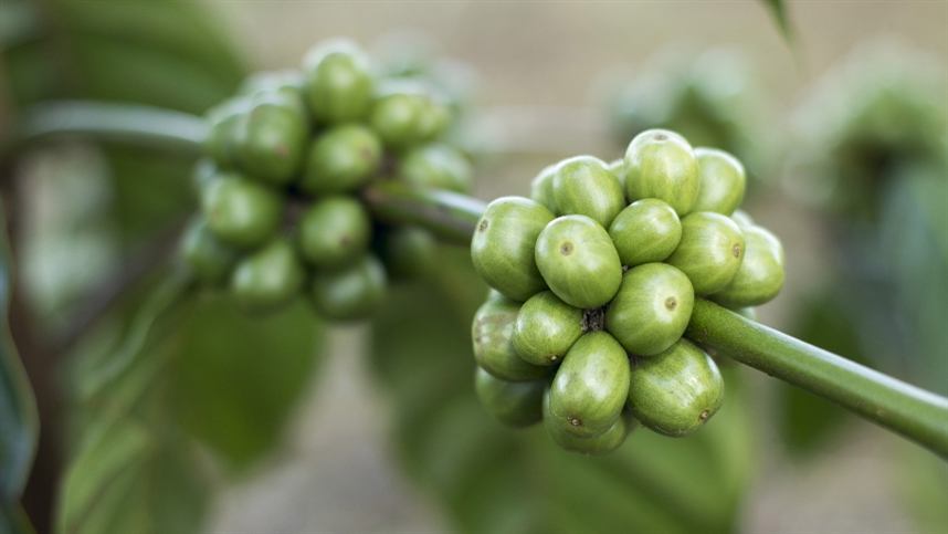 Avaliação de novas cultivares de café em projeto experimental