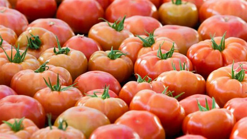 Oferta estável de tomate mantém preços nos atacados