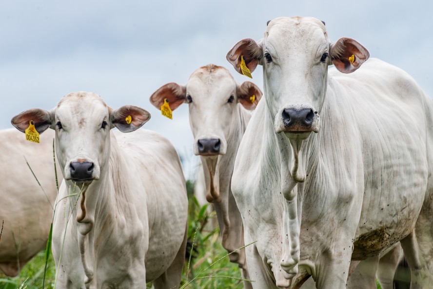 Abate de bovinos tem aumento de 24,1% no 1º trimestre segundo dados do IBGE.