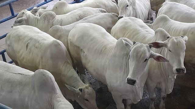 Produção de carne de bovinos aumenta, enquanto de frangos e suínos diminui no 1º trimestre de 2024