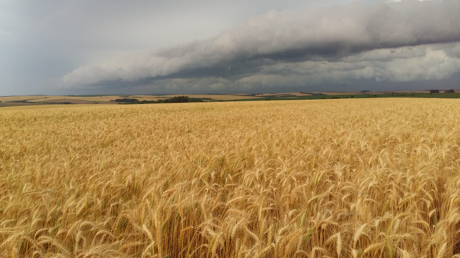 Produção de trigo indica recuo após alta de 70% entre 2019 e 2023