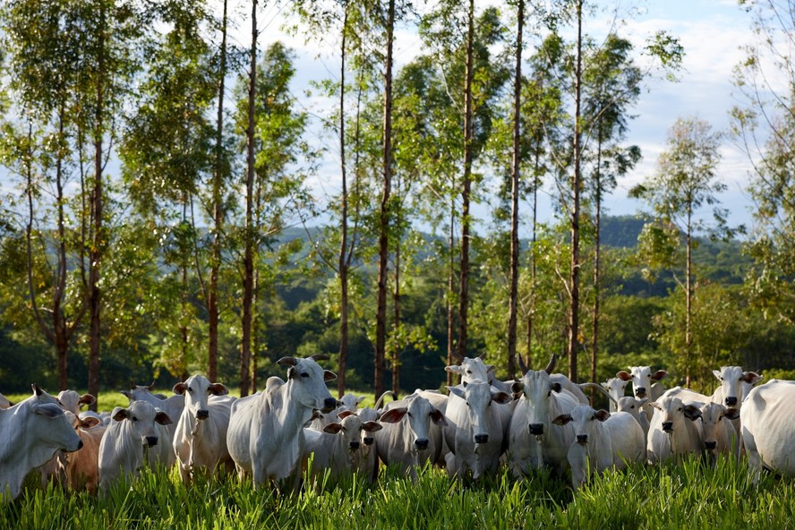 Perspectiva positiva para o ciclo do gado até meados de 2025, segundo Minerva