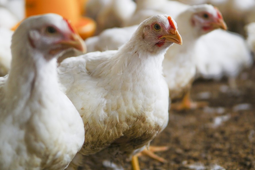 Exportação de frango atinge segundo maior volume da história em abril